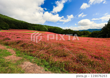 ピンクの赤そば畑2 ピンクの赤そば畑2 119076263