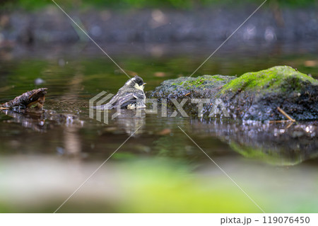 水辺で水浴びをしているヒガラの幼鳥 水辺で水浴びをしているヒガラの幼鳥 119076450