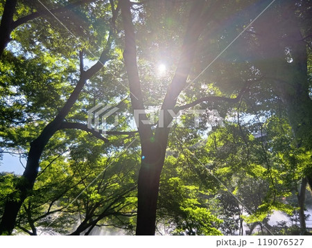 ホテル椿山荘東京の光 ホテル椿山荘東京の光 119076527