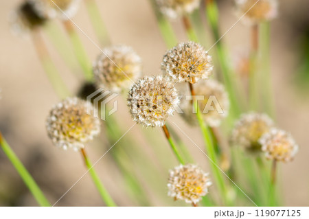 庭に咲いた花の枯れた様子 119077125