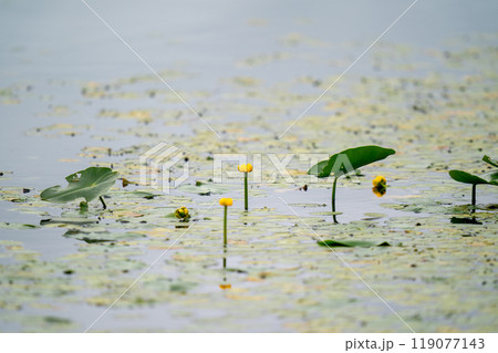 コウホネの花 119077143