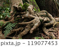 森の中の剥き出しになった木の根 119077453