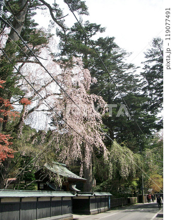 角館の田町武家屋敷通りの桜（秋田県仙北市） 119077491
