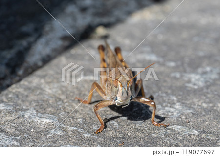 トノサマバッタ(褐色型) トノサマバッタ(褐色型) 119077697