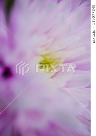 ピンク色の菊の花が咲いています。 119077849