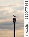 夕陽の下で街灯に止まる一羽のカラス 119077861