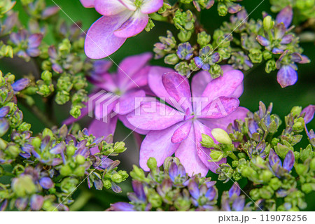 満開の額紫陽花 119078256
