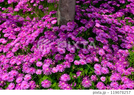 マツバギクの群生 119078257