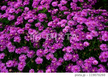 マツバギクの群生 マツバギクの群生 119078260