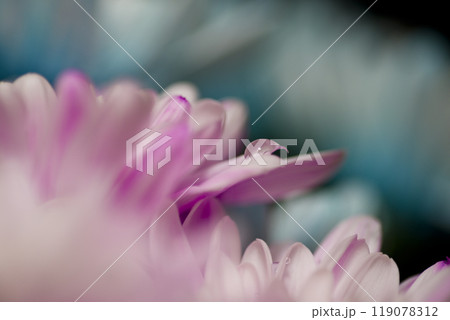 ピンク色の菊の花が咲いています。花びらのクローズアップ写真です。 ピンク色の菊の花が咲いています。花びらのクローズアップ写真です。 119078312