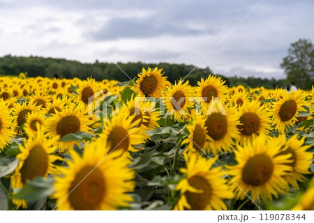 北海道　北竜町　向日葵　向日葵　夏 119078344