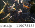 餌に群がる沢山の鯉 119078382