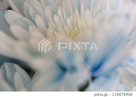 水色の菊の花が咲いています。花びらのクローズアップ写真です。 119078406