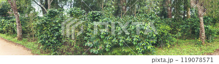 Banner Agriculture Green coffee tree growing berry bean plant. Coffee tree farm growth in eco organic garden. Panorama Fresh coffee bean green leaf bush berry plant arabica garden with copy space Banner Agriculture Green coffee tree growing berry bean plant. Coffee tree farm growth in eco organic garden. Panorama Fresh coffee bean green leaf bush berry plant arabica garden with copy space 119078571
