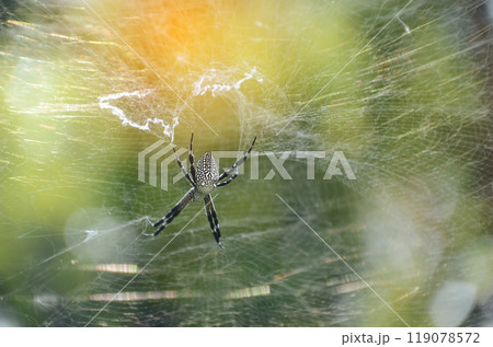 Banner Spider web poisonous animal beauty in nature with copy space. Panorama Black spider netting silk web spiral in sunlight summer vibrant color. Poison animal wildlife green nature backgrounds 119078572