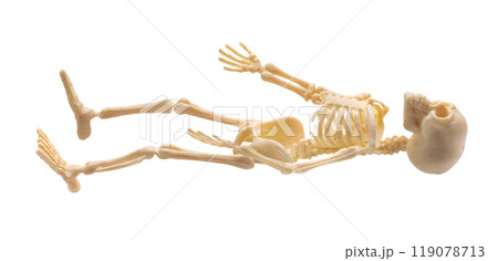 Plastic Halloween Skeleton for Halloween decoration isolated on background Plastic Halloween Skeleton for Halloween decoration isolated on background 119078713