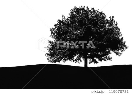 tree silhouette. big tree silhouette. oak tree silhouette. black oak tree isolated on white background. cutout trees. hand drawn design. vector illustration. 119078721