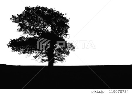 tree silhouette. big tree silhouette. oak tree silhouette. black oak tree isolated on white background. cutout trees. hand drawn design. vector illustration. 119078724