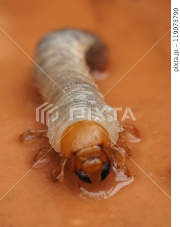 土の中にいた幼虫1 土の中にいた幼虫1 119078790