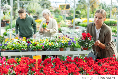 Girl customer-onlooker curiously examines showcase exhibition with indoor plant cyclamen Girl customer-onlooker curiously examines showcase exhibition with indoor plant cyclamen 119078874