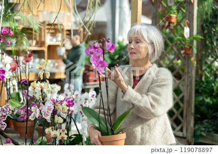 Senior woman customer-onlooker curiously examines showcase exhibition with indoor plant orchid Senior woman customer-onlooker curiously examines showcase exhibition with indoor plant orchid 119078897