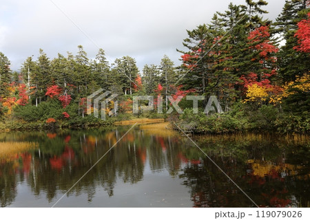 北海道の紅葉 119079026