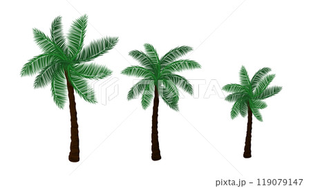 A group of palm tree with isolated white background 119079147