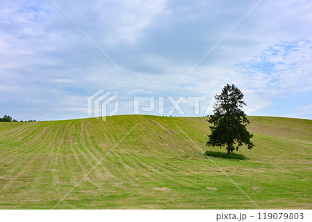 春よ来いの木 119079803