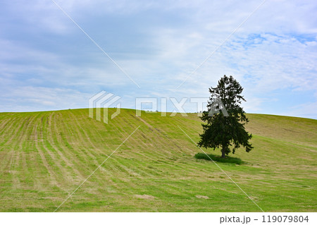 春よ来いの木 119079804