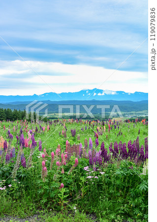 麓郷展望台 119079836