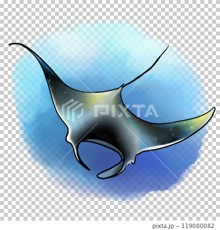 Manta drawing in sea background, sea animal manta isolated illustration Manta drawing in sea background, sea animal manta isolated illustration 119080082