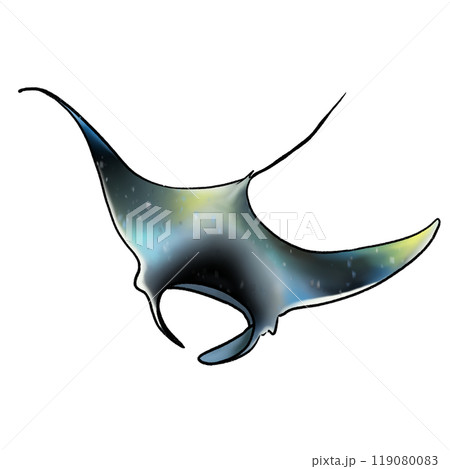 Manta art drawing with coloring, blue and black, sea animal manta isolated illustration 119080083