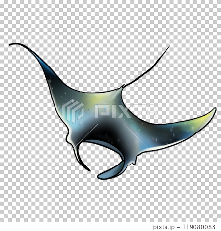 Manta art drawing with coloring, blue and black, sea animal manta isolated illustration 119080083