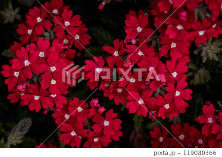 密集して咲く赤いバーベナの花 密集して咲く赤いバーベナの花 119080366