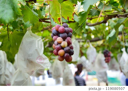 ぶどう狩りの風景 ぶどう狩りの風景 119080507