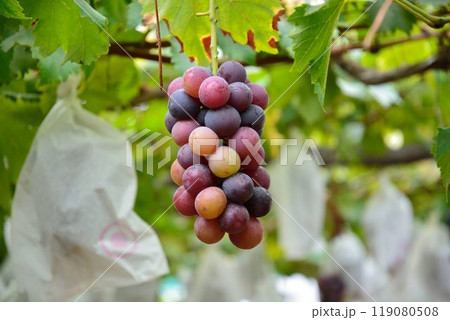 ぶどう狩りの風景 119080508