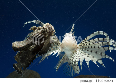ミノカサゴ　オニオコゼ　カサゴ　Lionfish　オコゼ　毒魚　虎魚　鬼虎魚　遊離軟条 119080624