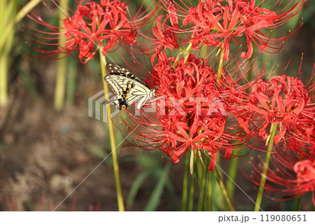 ヒガンバナ(Lycoris radiata) 119080651