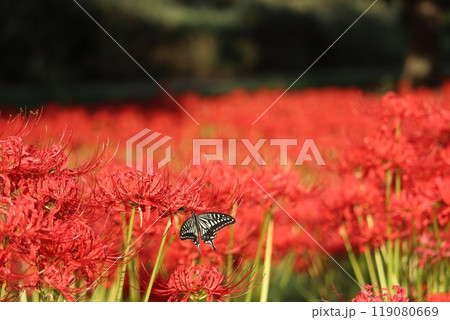 彼岸花とアゲハチョウ 119080669