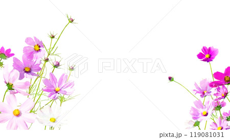 透過イラストフレーム-秋桜（16：9）2 119081031