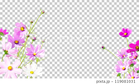 透過イラストフレーム-秋桜（16：9）2 119081031