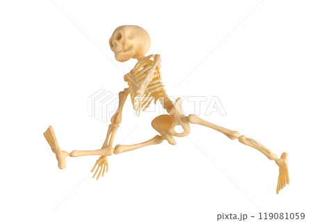 Plastic Halloween Skeleton for Halloween decoration isolated on background Plastic Halloween Skeleton for Halloween decoration isolated on background 119081059