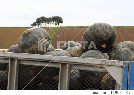 かぼちゃの収穫 119081107