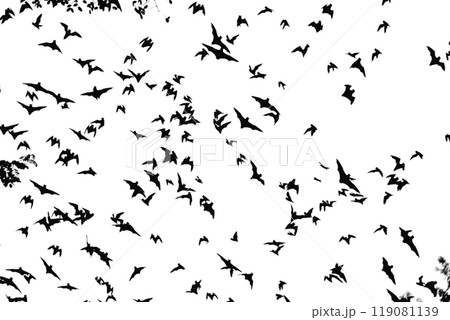 Black silhouettes of bats set on white background Black silhouettes of bats set on white background 119081139