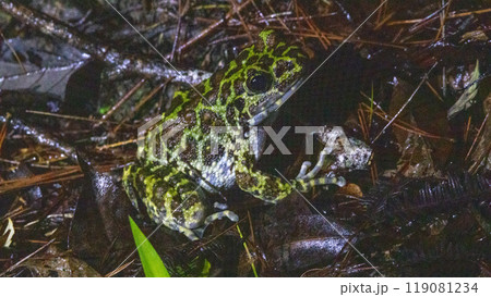 イシカワガエル 119081234