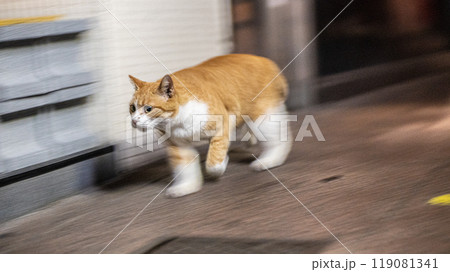 走る猫 119081341