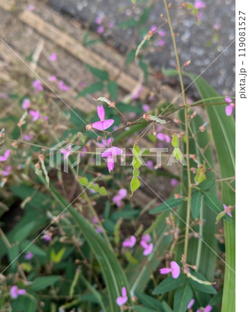 秋の野原に咲くアレチヌスビトハギのピンク色の花 秋の野原に咲くアレチヌスビトハギのピンク色の花 119081527