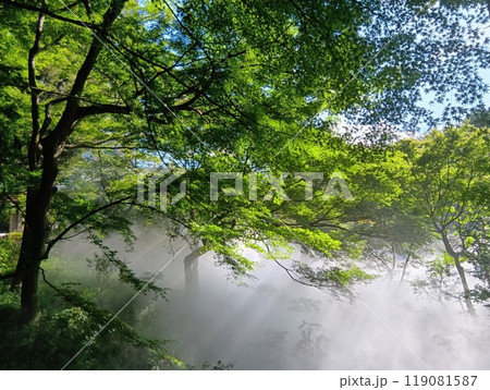 ホテル椿山荘東京の雲海中の木々 ホテル椿山荘東京の雲海中の木々 119081587