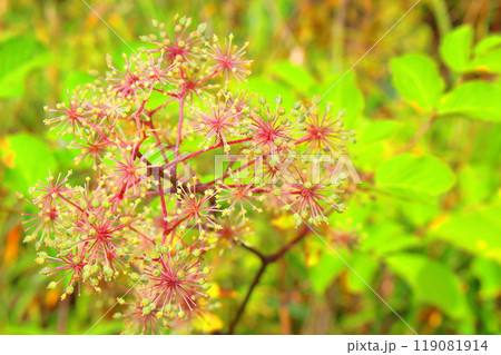 9月の霧ヶ峰高原 八島ヶ原湿原 信州の自然 9月の霧ヶ峰高原 八島ヶ原湿原 信州の自然 119081914