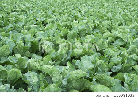 冬キャベツの苗が植え付けられた秋の畑 119081935